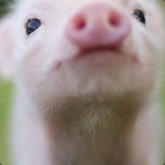 穿山甲丨蛇皮十三少