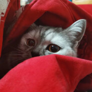 偶尔马枪，经常偶尔