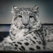 知识瑞克五代雪豹