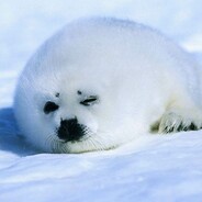 Mr. Harp Seal