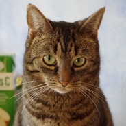 [NIVEA] ❤️Javie Dones🖤