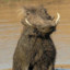 katpah