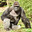 Harambe
