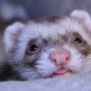 Ferret_-_