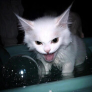 阿里嘎多美城城桑