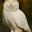 Meowl