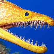 eel time