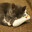 ♀ xbox kitty ♀