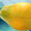 ImAPapaya