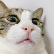 楚国士兵的大戟把