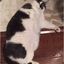 GIZMO THE GIANT CAT