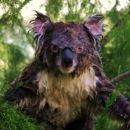 Koala - steam id 76561197964418944