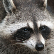 Mr.Racoon
