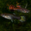 guppies-