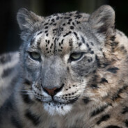 snowleopard
