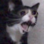 778