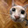 CorporalCat