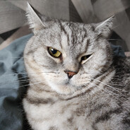 케니 - steam id 76561199465914335