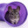 Chillin Chinchilla's avatar