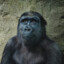 Ape