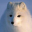 WhiteFox