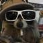 raccooncheeze