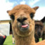 ALPACA