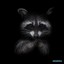 black raccoon