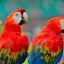 Frisky_Macaw