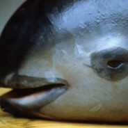 Vaquita