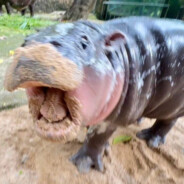 Гиппопотут