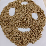 我是一坨小麦种子