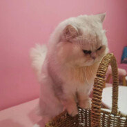 大垚的大猪蹄子