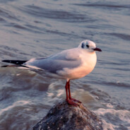 小帮手恶徒纽特君