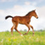 Norfoal