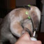 StonedAntEater