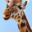 Evening Giraffe