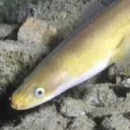 An Eel