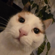 Bast - steam id 76561199083457586