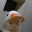 CinnabarCobra