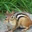 Chipmunk