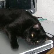 Jerigord
