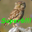 superbowl