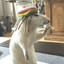 rasta jamaican rat