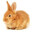 Orange Rabbit