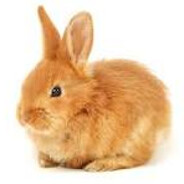 Orange Rabbit