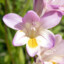 Freesia