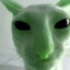 allien cat