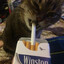 Winston