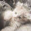 Meow :3